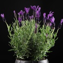 Lavandula stoechas 'Great Adventure'
