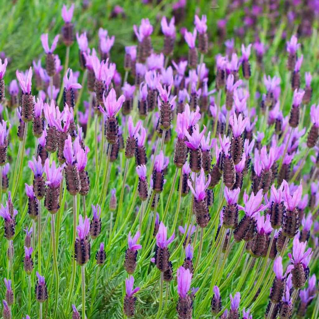 Lavandula stoechas