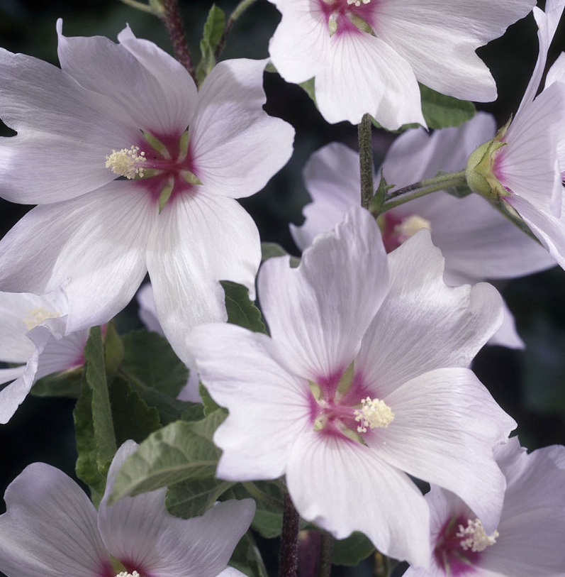 Lavatera 'Barnsley'