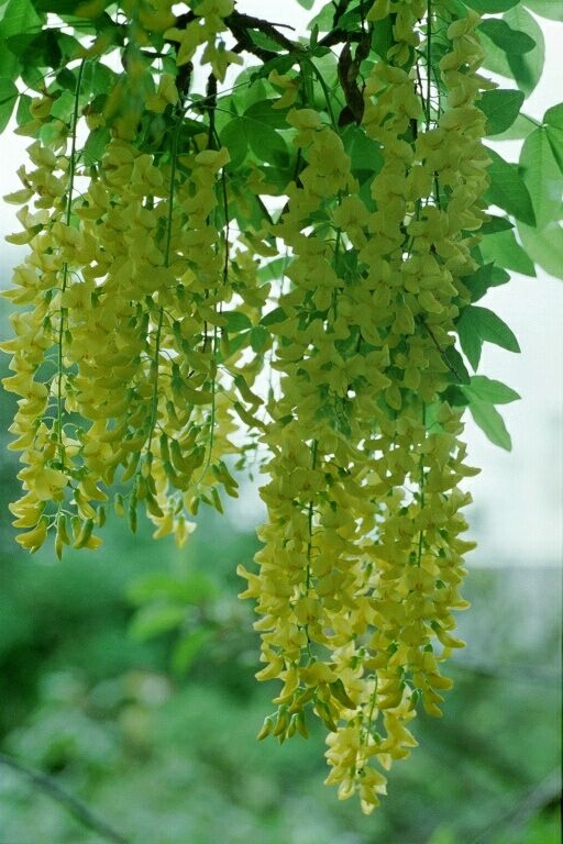 CYTISE PLUIE D'OR