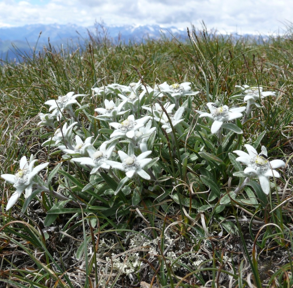 IMMORTELES DES NEIGES
