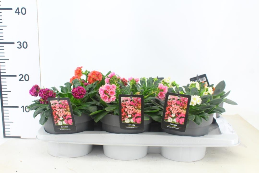 Lewisia cotyledon 'Mountain Dream'