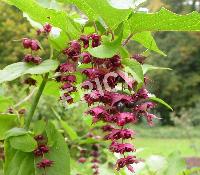 Leycesteria formosa