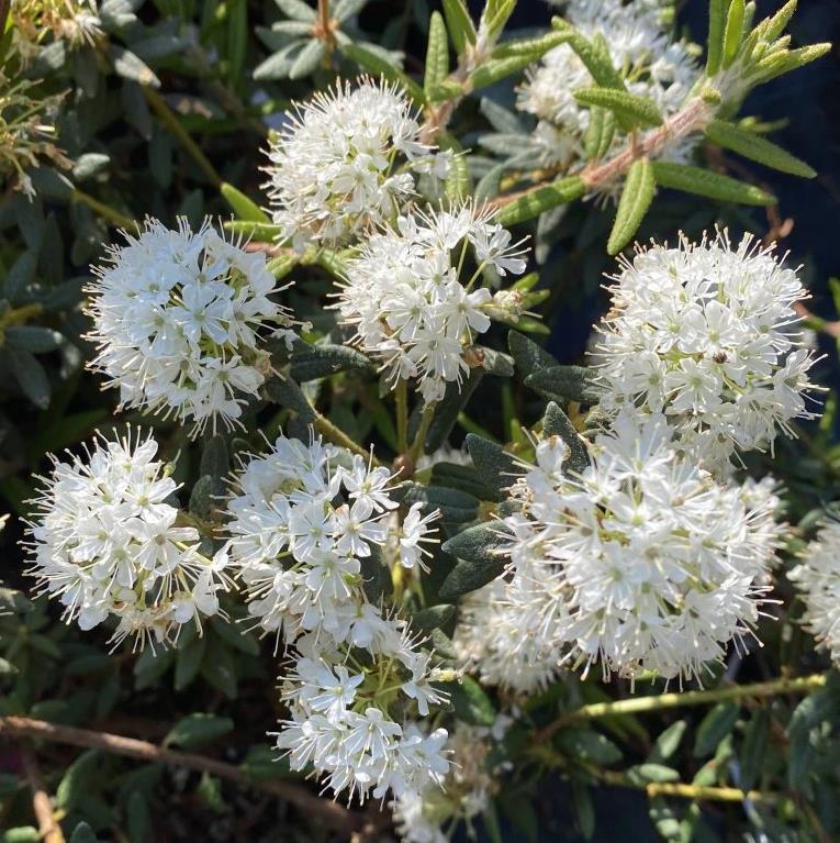 Ledum groenlandicum 'Helma'