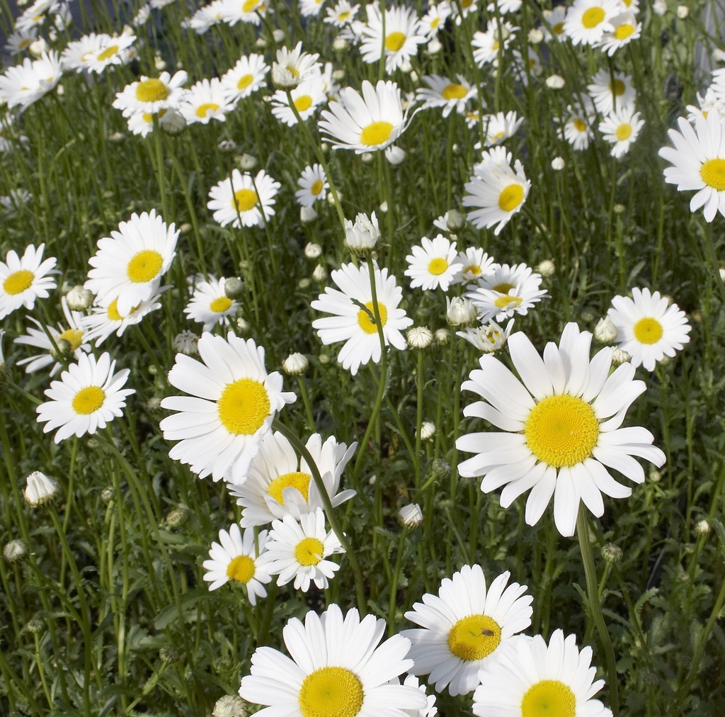 Leucanthemum vulg. 'Maikoenigin'