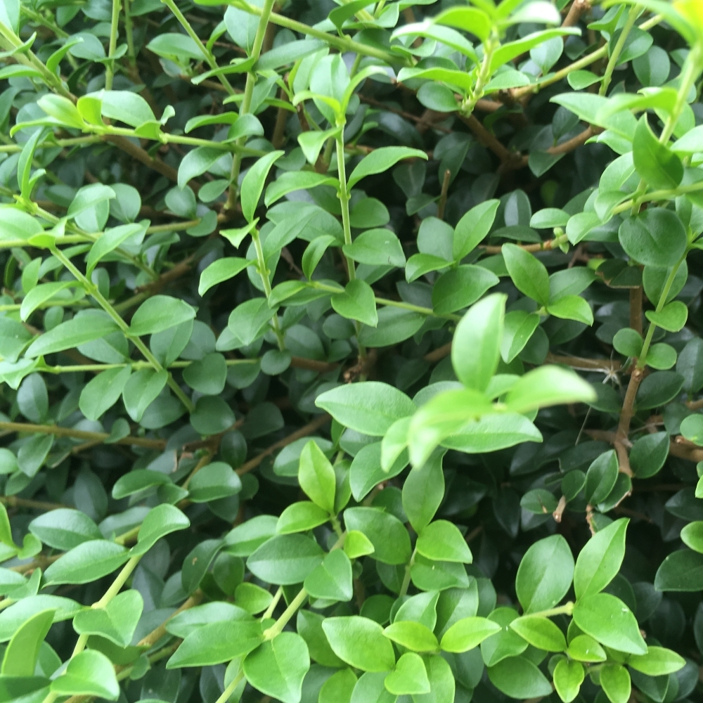 Ligustrum delavayanum