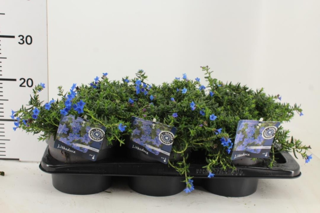 Lithodora diffusa 'Grace Ward'