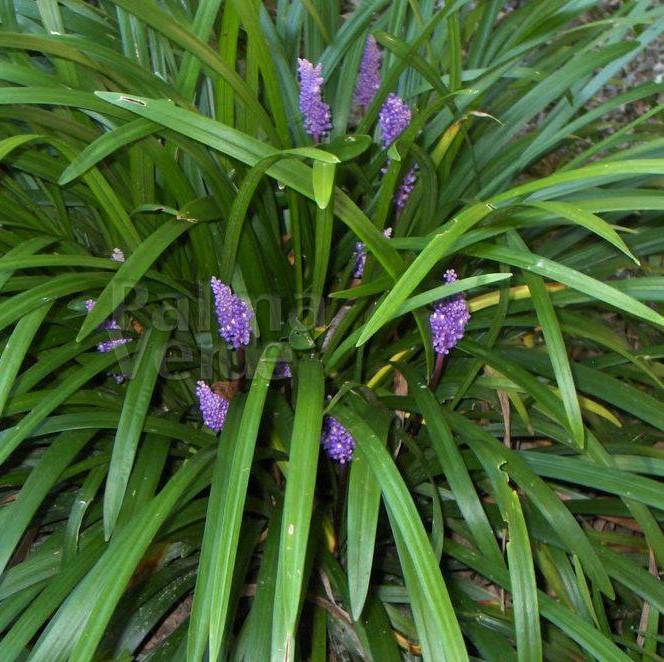 LIRIOPE
