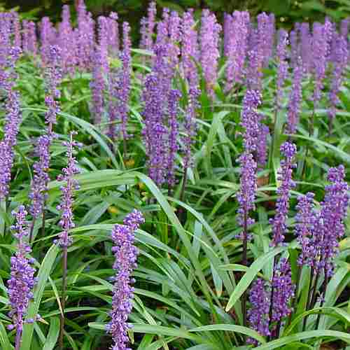 LIRIOPE