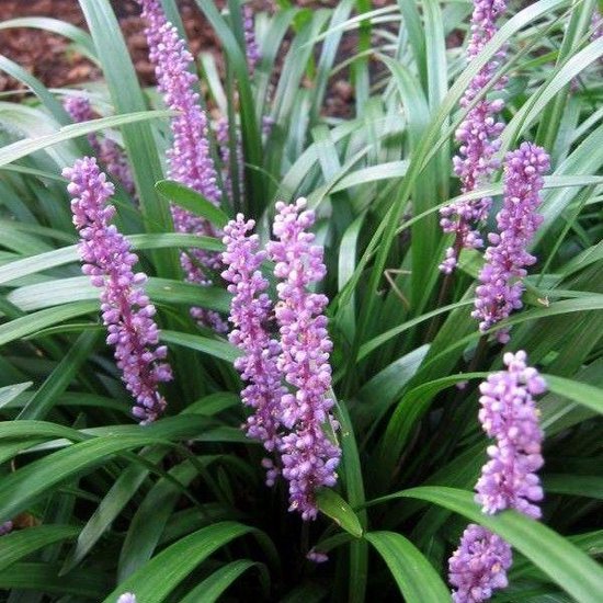 Liriope muscari 'Royal Purple'
