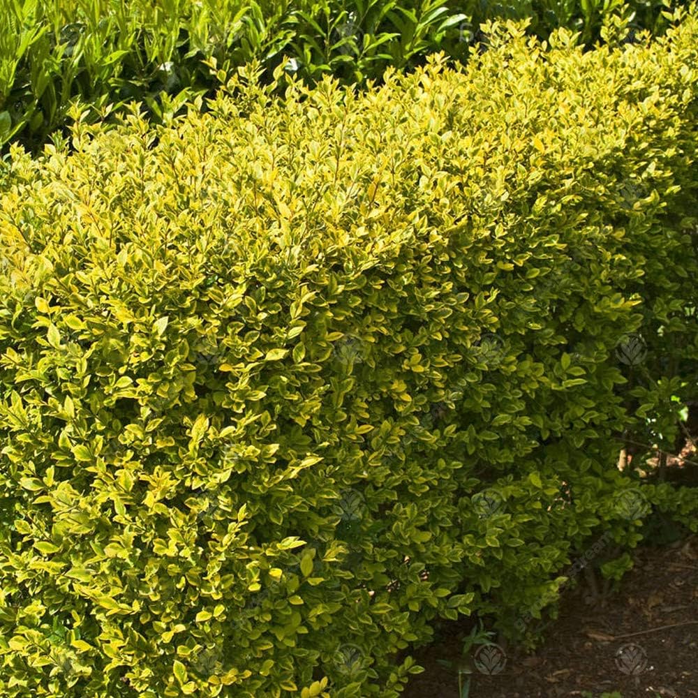 TROÈNE DORÉ