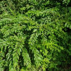 Ligustrum obtus. 'Regelianum'
