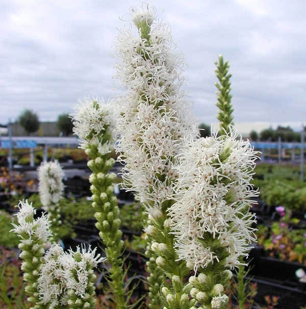 Liatris spicata 'Alba'