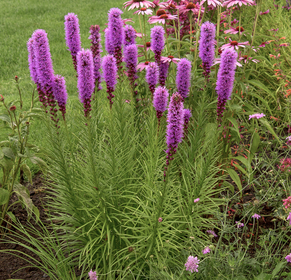 Liatris spicata 'Kobold'