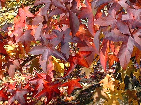 Liquidambar styr. Lane Roberts'