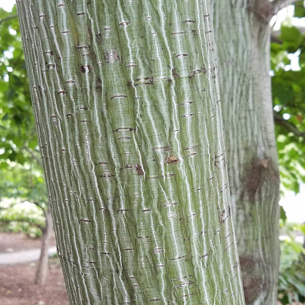 Acer davidii 'Viper '