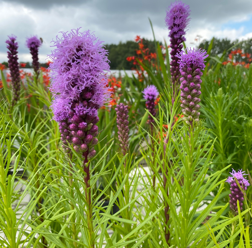 Liatris spicata