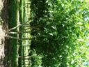 Liquidambar styraciflua 'Worplesdon'