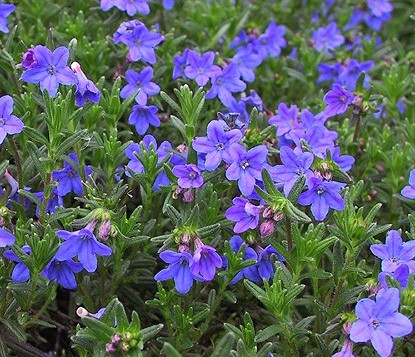 Lithodora