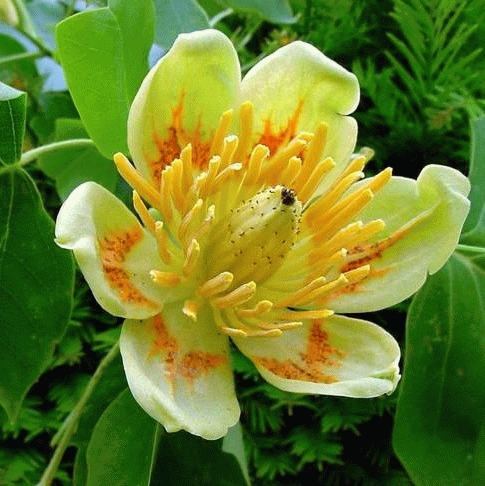 Liriodendron tulipifera