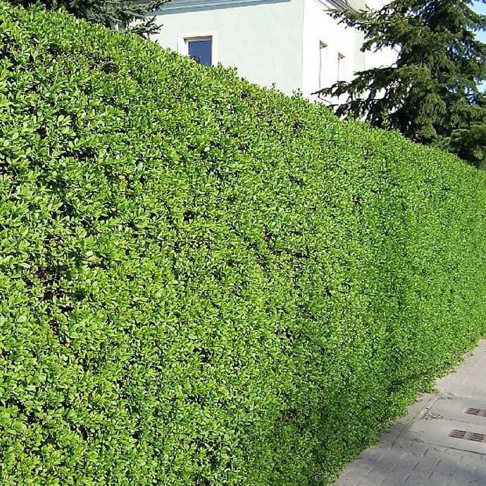 Ligustrum vulgare