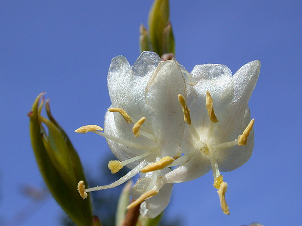 CHÈVREFEUILLE ODORANT
