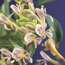 Lonicera henryi 'Copper Beauty'