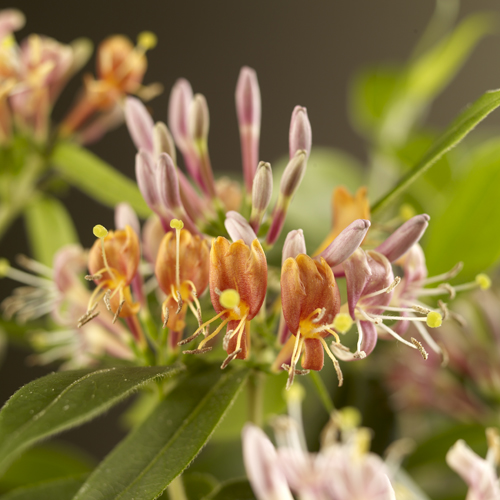 Lonicera henryi