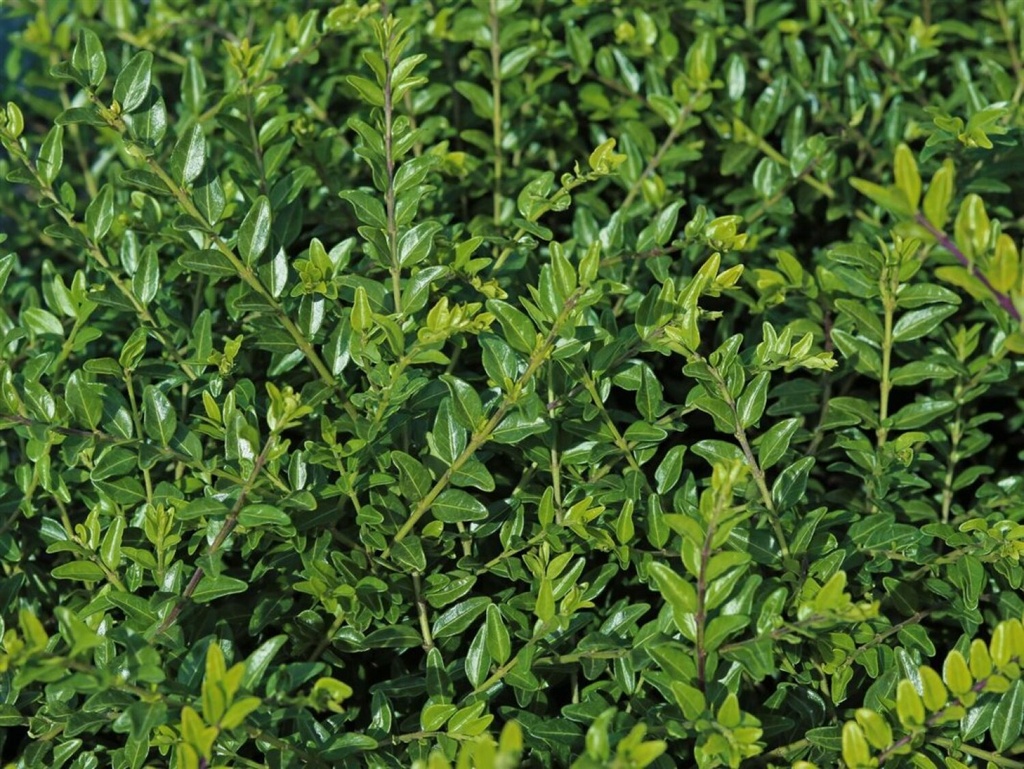 Lonicera pileata 'Moss Green'
