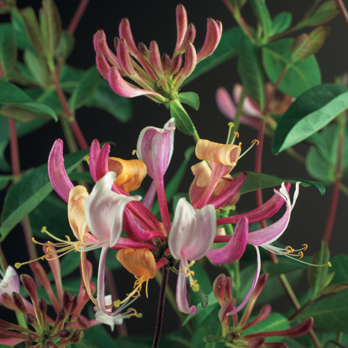 Lonicera pericl. 'Serotina'