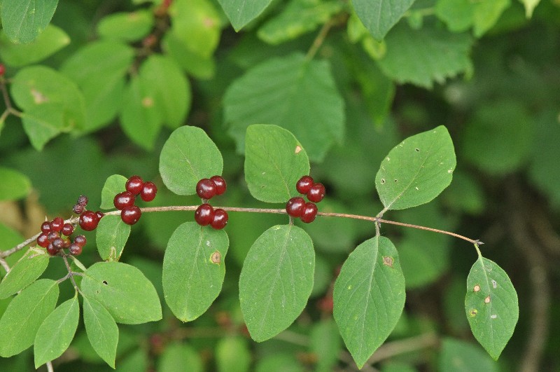 Lonicera xylosteum