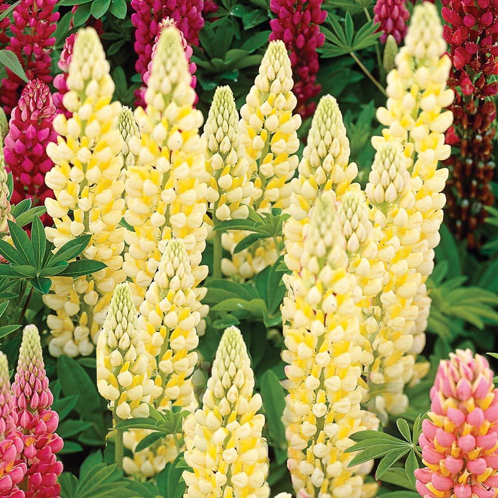LUPIN