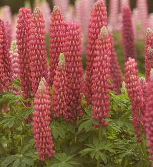 Lupinus 'My Castle'