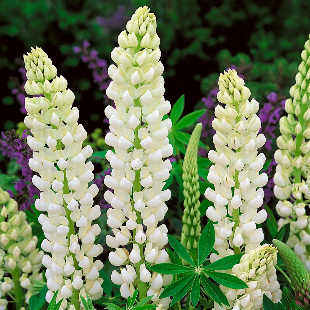 LUPIN