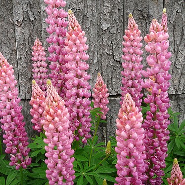 LUPIN