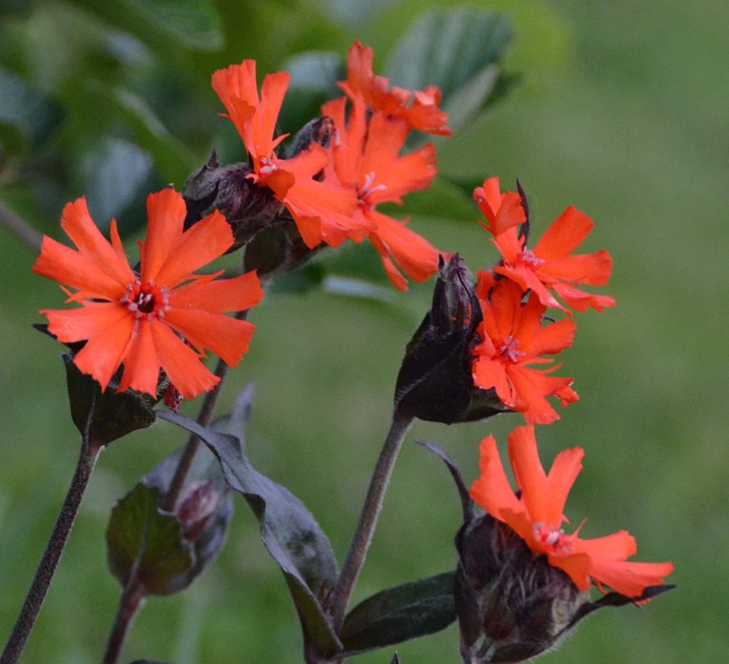 Lychnis arkwr. 'Vesuvius'