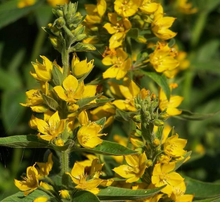 Lysimachia punctata