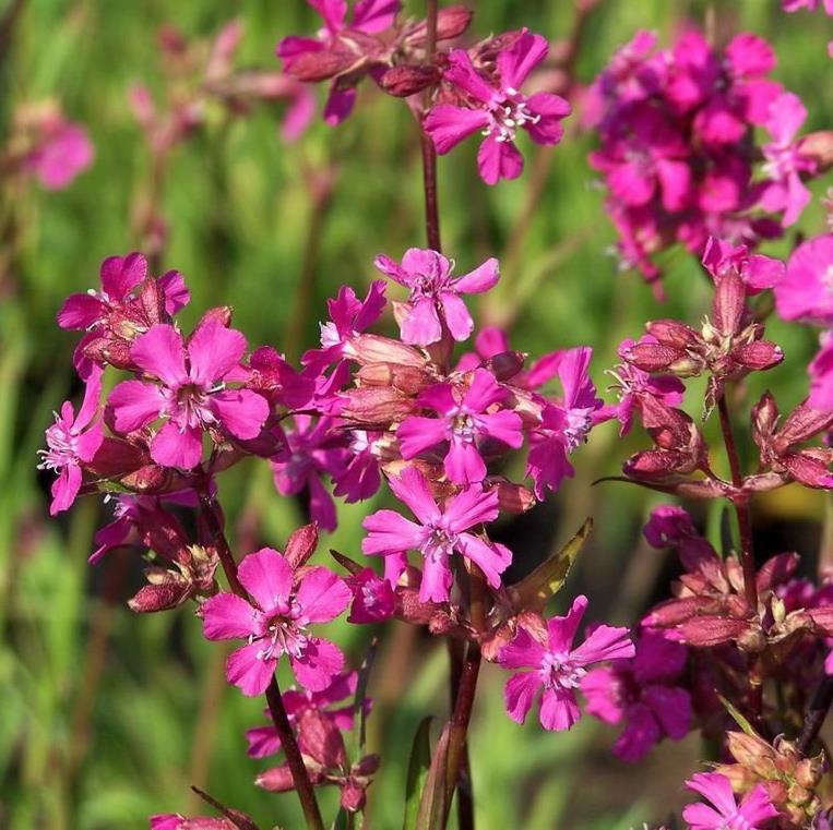 Lychnis viscaria 'Splendens'