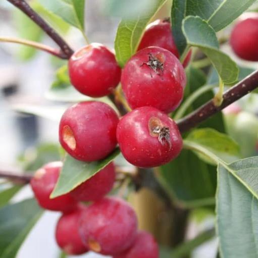 Malus 'Braendkjaer'