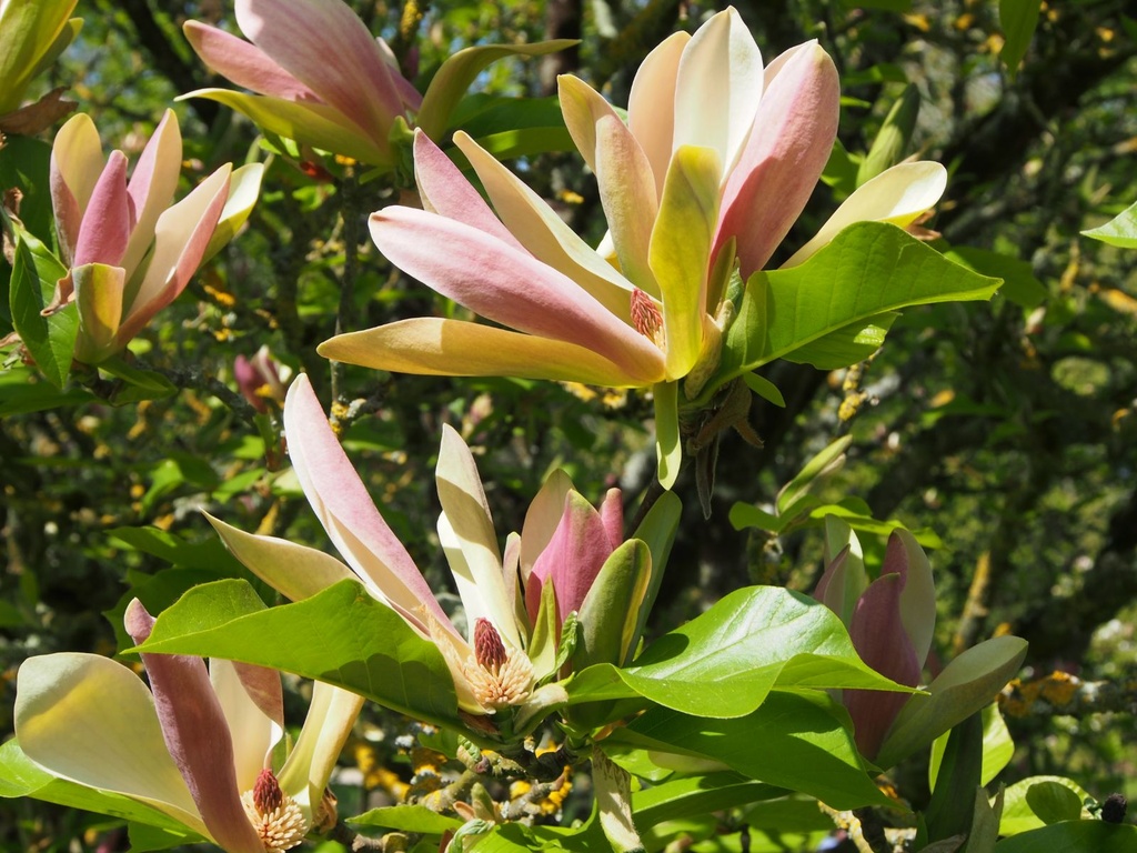 Magnolia brookl. 'Woodsman'