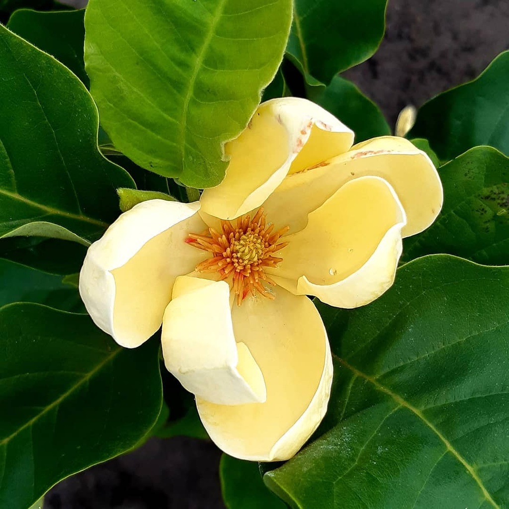 Magnolia brookl. 'Yellow Bird'