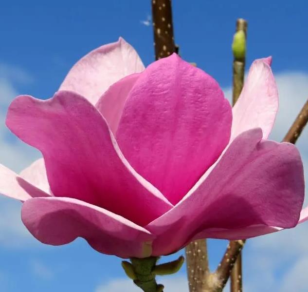 Magnolia 'Cleopatra'®