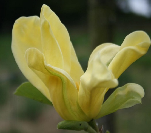 Magnolia 'Daphne'