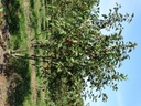POMMIER À FLEURS