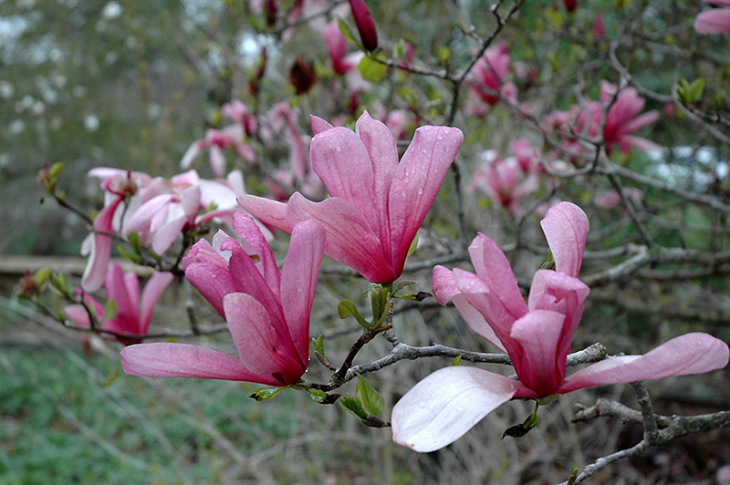 Magnolia 'Galaxy'