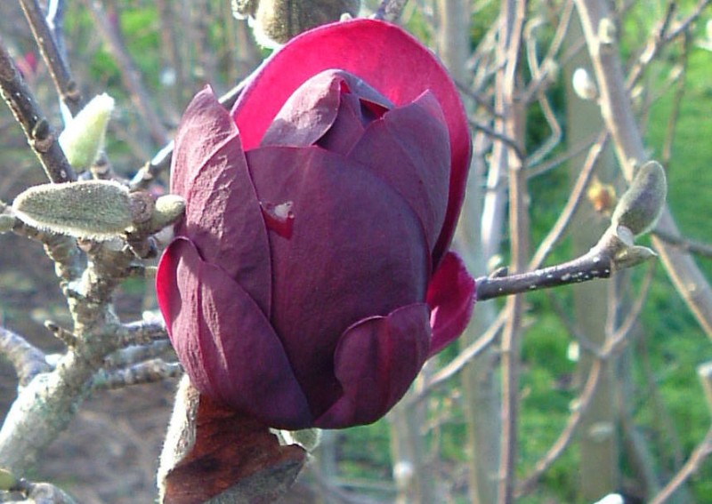 Magnolia 'Genie' ®