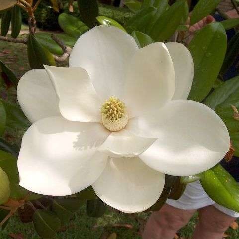 Magnolia grand. Gallissoniensis'