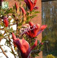 Magnolia 'George Henry Kern'