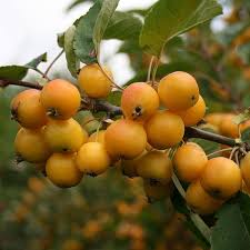 POMMIER À FLEURS