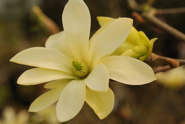 Magnolia 'Goldstar'